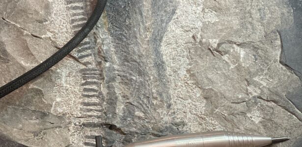 Alla scoperta dei fossili restaurati: tre incontri per un viaggio lungo 240 milioni di anni