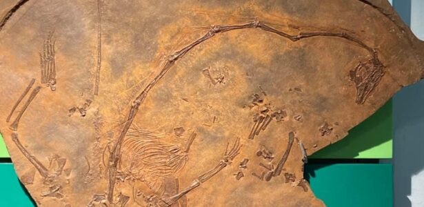 VISITA GUIDATA AL MUSEO DEI FOSSILI